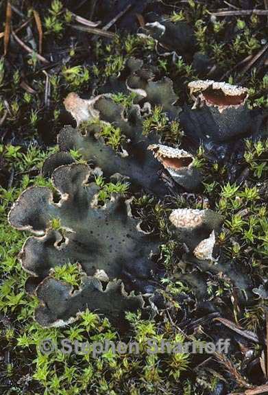 peltigera 1667.28 graphic