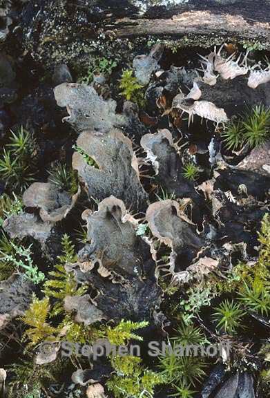 peltigera 1725.28 graphic