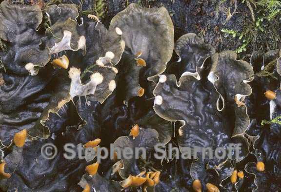 peltigera 2 graphic