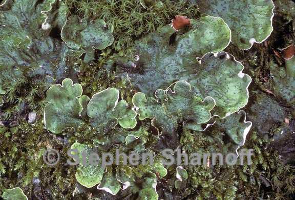 peltigera aphthosa 1 graphic