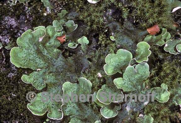 peltigera aphthosa 2 graphic