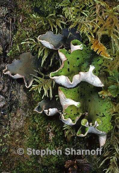 peltigera aphthosa and malacea graphic