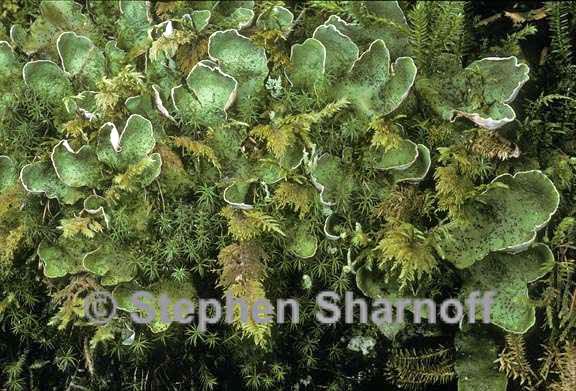 peltigera britannica 1 graphic