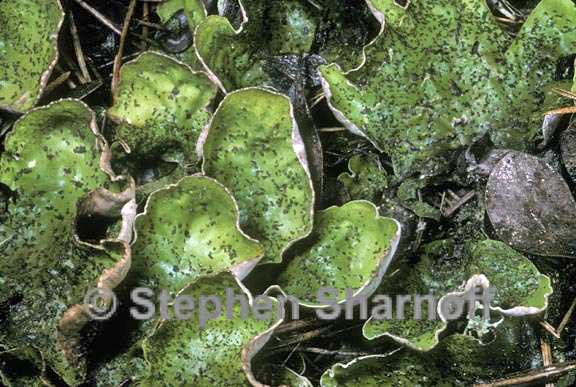 peltigera britannica 2 graphic