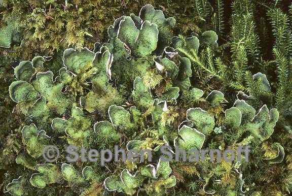 peltigera britannica 3 graphic