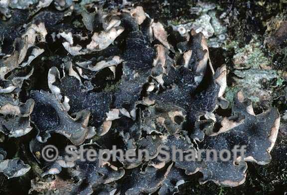 peltigera britannica chimera 8 graphic