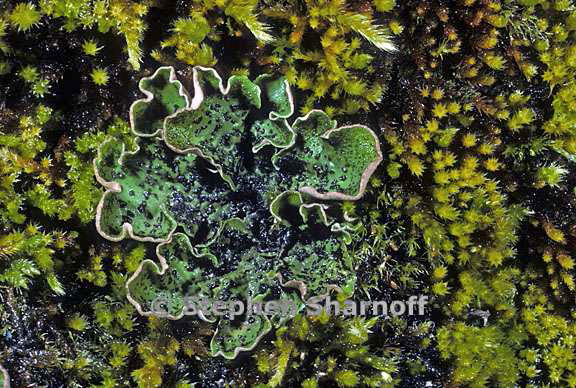 peltigera britannica 6 graphic