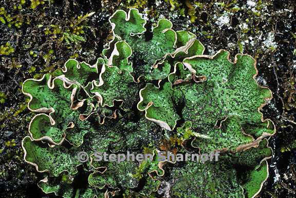 peltigera britannica 7 graphic