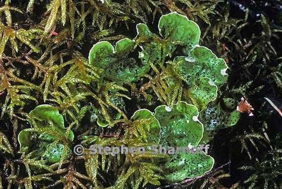 peltigera britannica 8 graphic