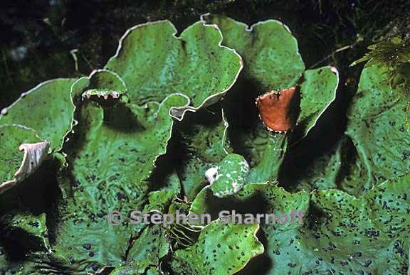 peltigera britannica 9 graphic