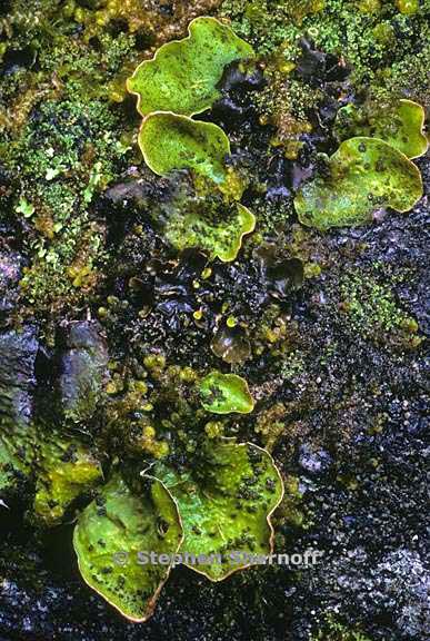 peltigera britannica chimera 10 graphic