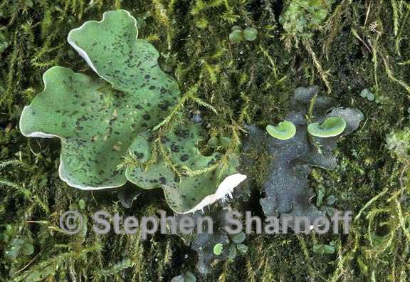 peltigera britannica 4 graphic