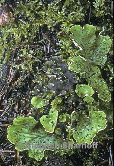 peltigera britannica 5 graphic