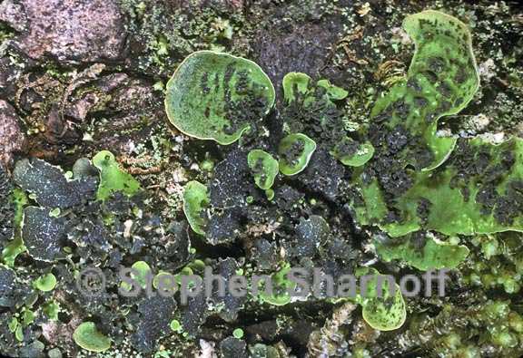 peltigera britannica 6 graphic