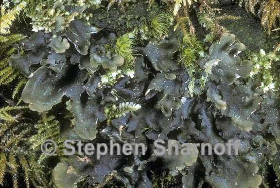 peltigera britannica 7 graphic