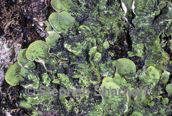 peltigera britannica 8 graphic