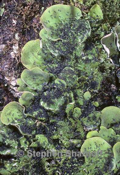 peltigera britannica 9 graphic