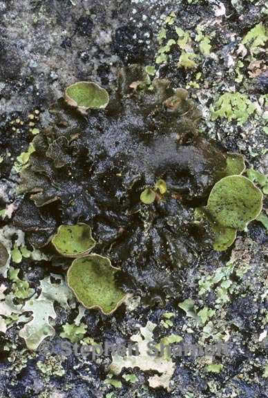 peltigera britannica 10 graphic