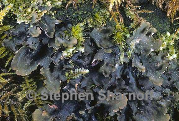 peltigera britannica chimera 9 graphic