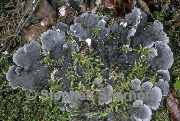 peltigera canina 1 graphic