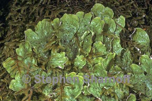 peltigera chionophila graphic