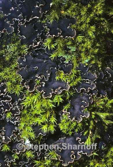 peltigera collina 10 graphic