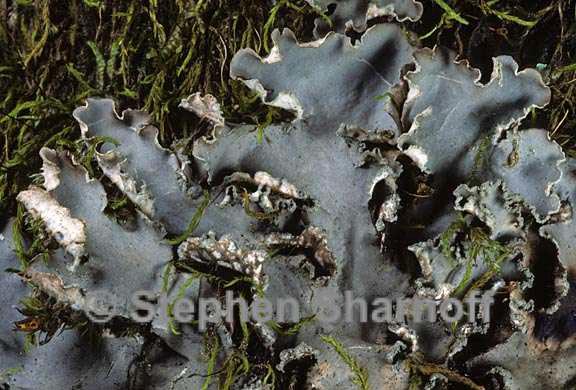 peltigera collina 12 graphic