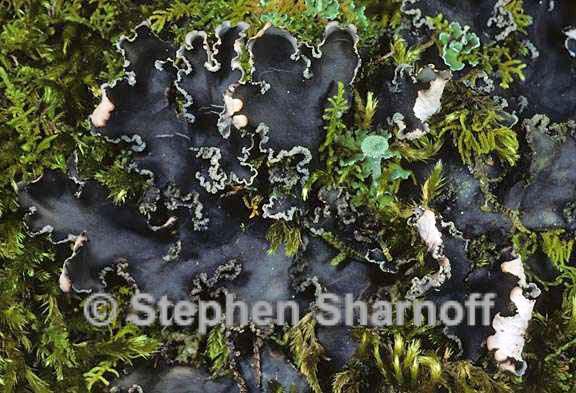 peltigera collina 13 graphic