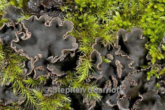 peltigera collina 14 graphic