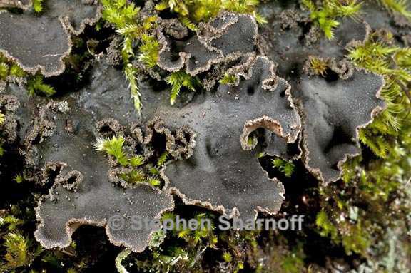 peltigera collina 15 graphic