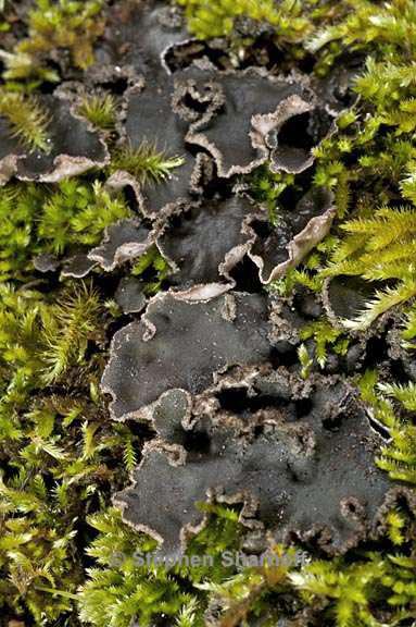 peltigera collina 16 graphic