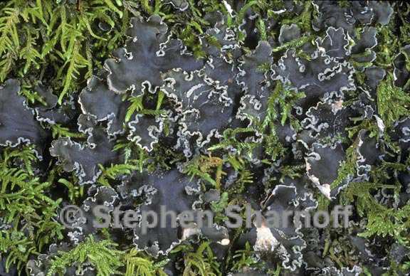 peltigera collina 2 graphic