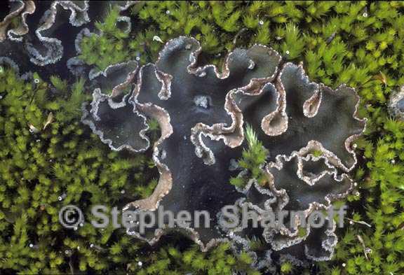 peltigera collina 5 graphic