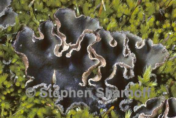 peltigera collina 6 graphic