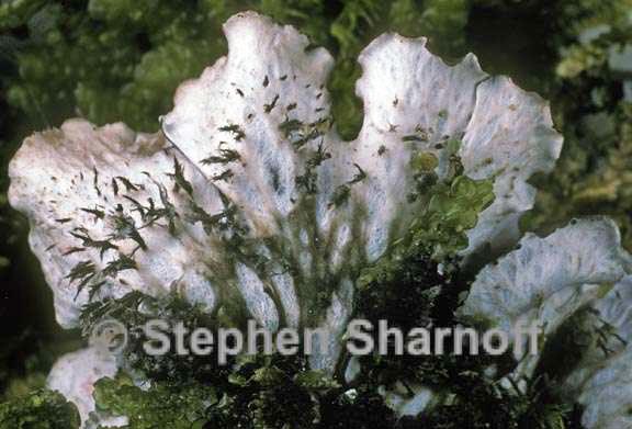 peltigera collina 9 graphic