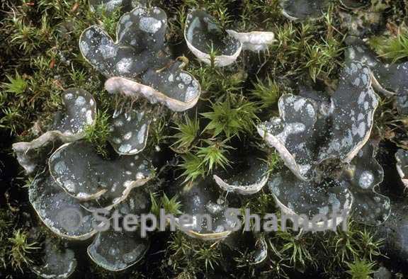 peltigera didactyla 1 graphic