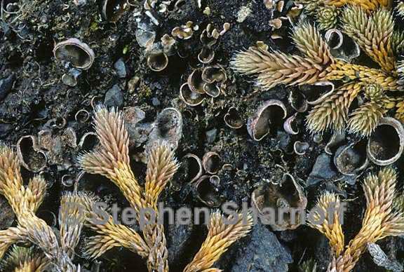 peltigera didactyla 10 graphic