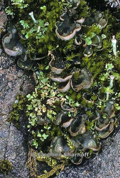 peltigera didactyla 11 graphic