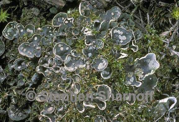 peltigera didactyla 2 graphic