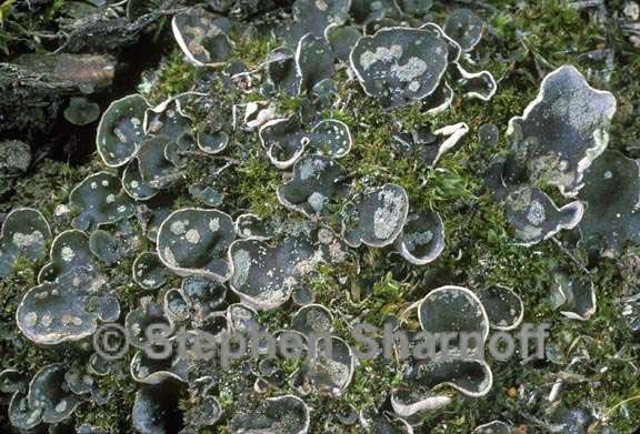 peltigera didactyla 3 graphic