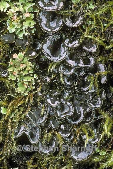 peltigera didactyla 4 graphic