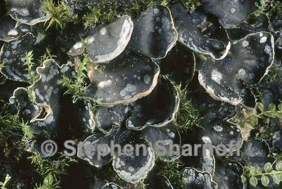 peltigera didactyla 5 graphic