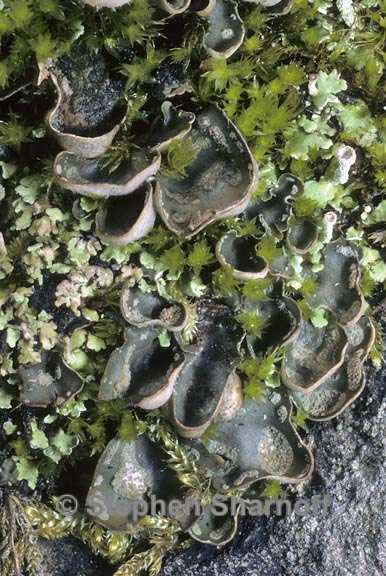 peltigera didactyla 6 graphic