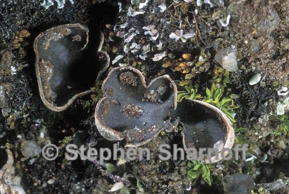 peltigera didactyla 7 graphic