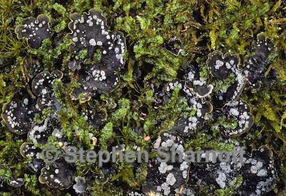 peltigera didactyla 8 graphic