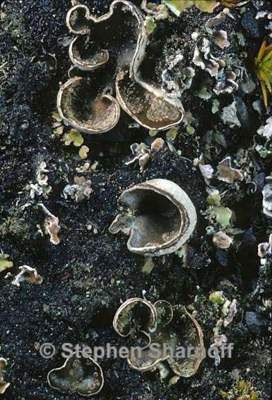 peltigera didactyla 9 graphic