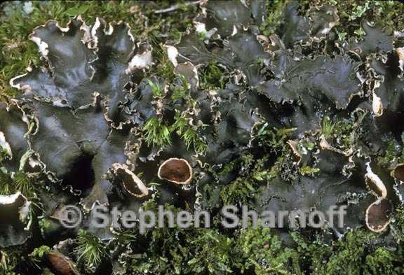 peltigera elizabethae 1 graphic