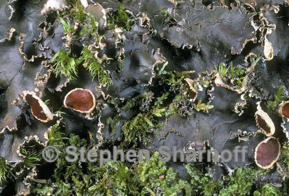 peltigera elizabethae 2 graphic