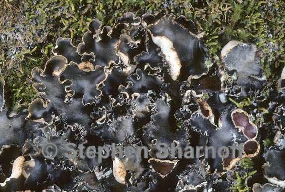 peltigera elizabethae 3 graphic