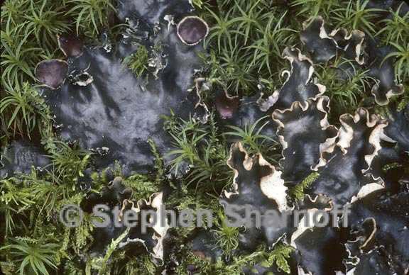 peltigera elizabethae 4 graphic